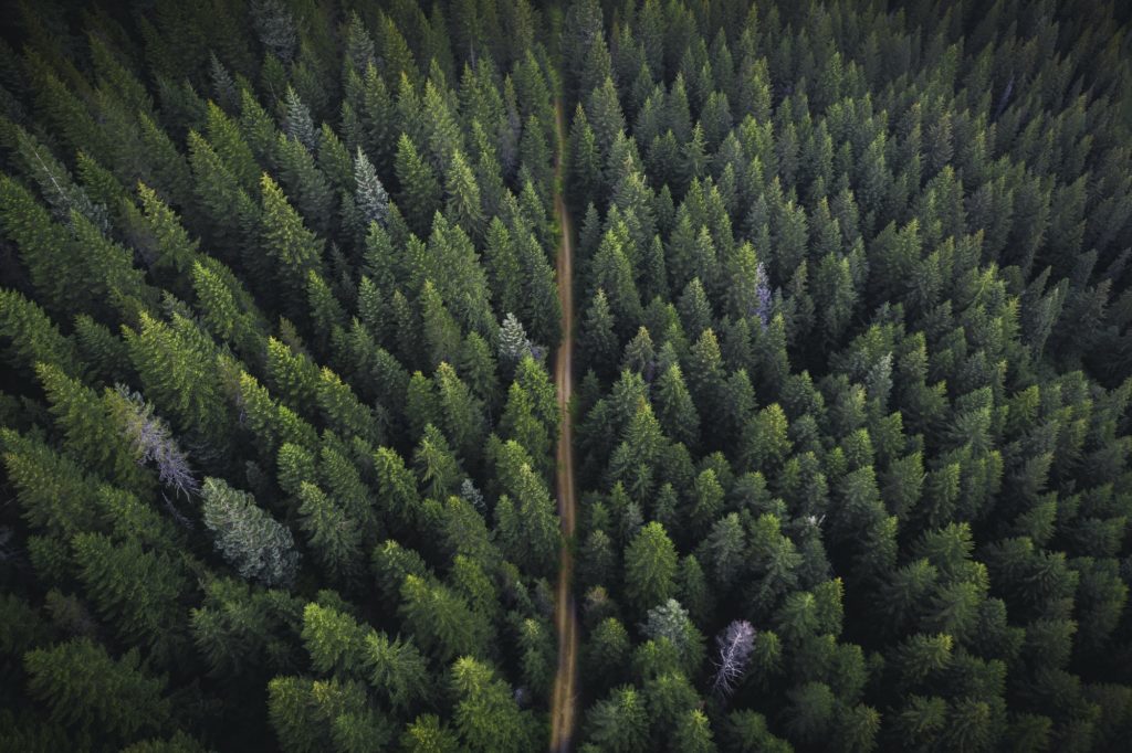 Drone view of a greenery forest with a dirt road