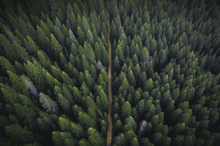 Drone view of a greenery forest with a dirt road